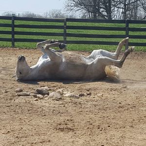 Meet your Posher, Kelly